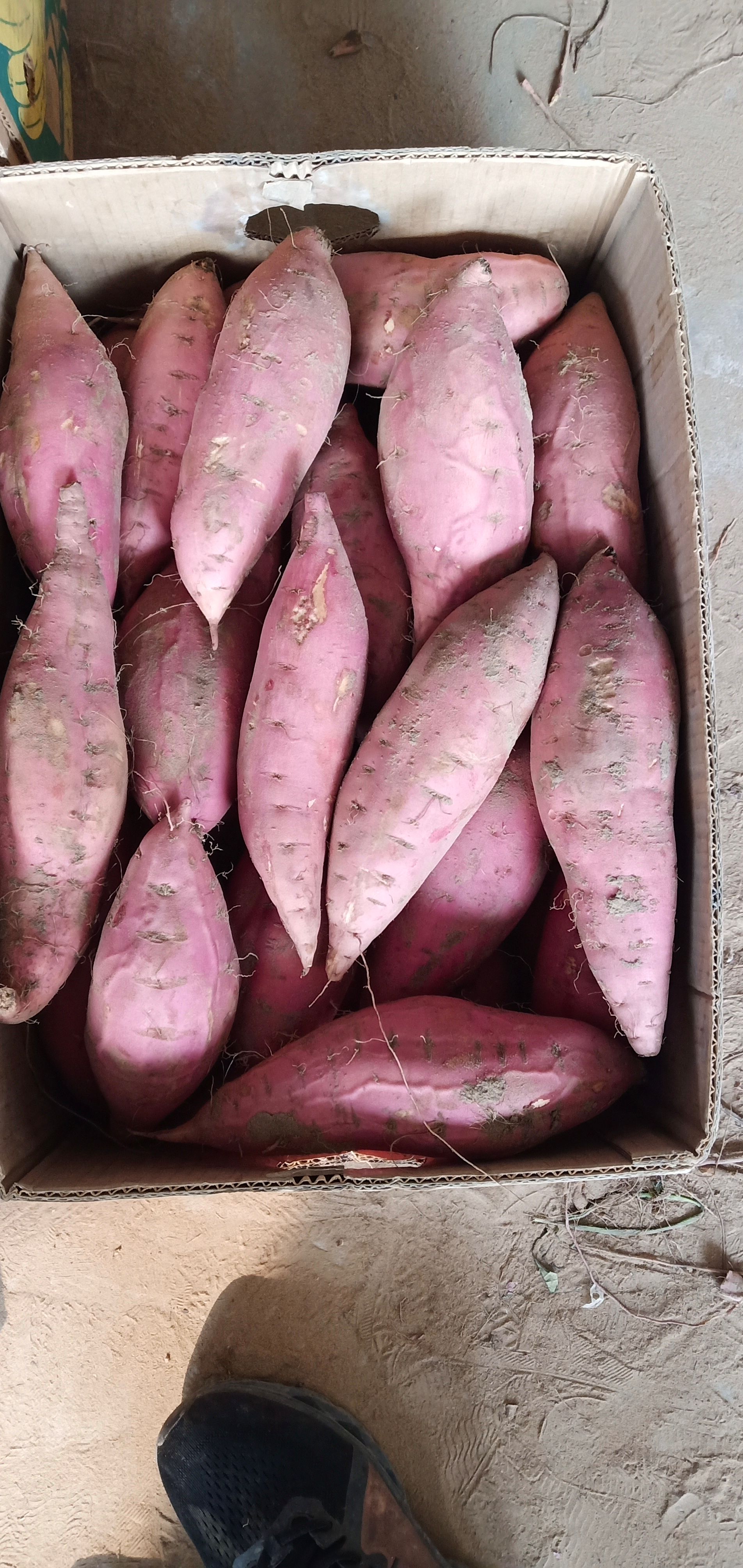 烟薯蜜薯烤薯产地直销