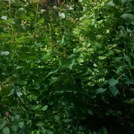 合阳县荷兰香蜜杏苗 荷兰香蜜杏树苗，经济价植高，供不应求