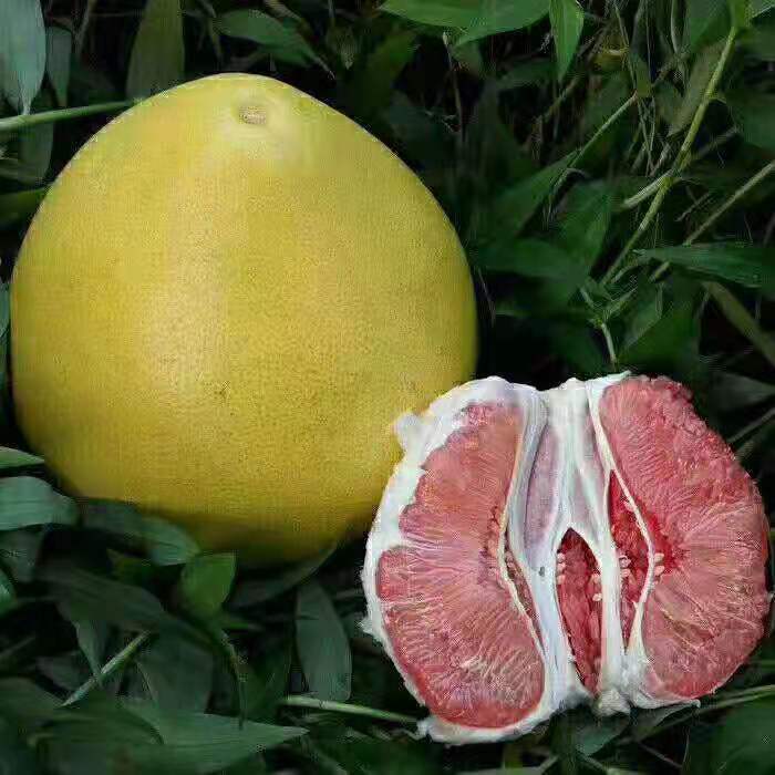  梅州蜜柚现摘现发坏果包赔