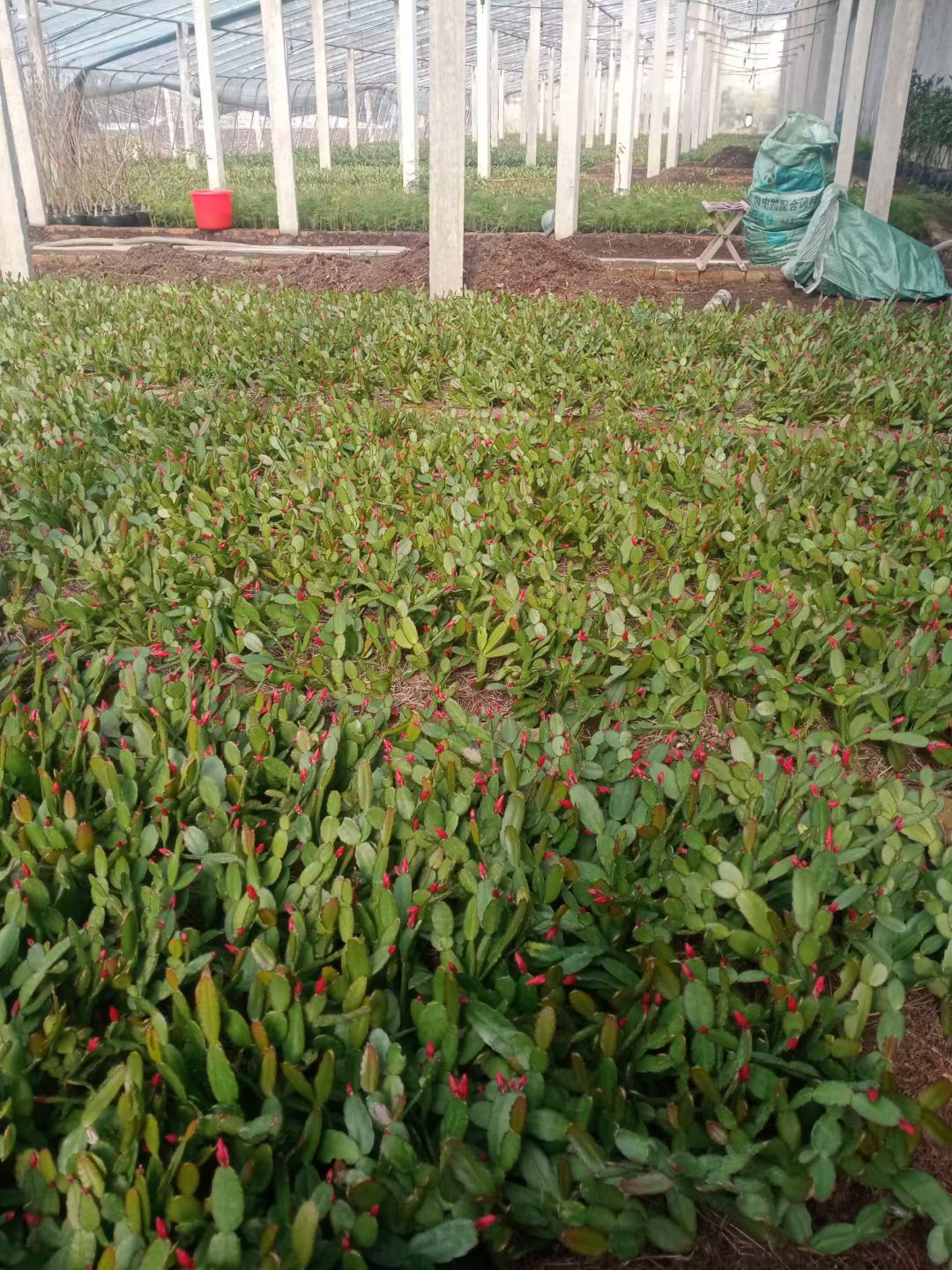 蟹爪兰批发蟹爪莲荷兰红天子兰仙指兰三月红十月紫自产自销包邮价