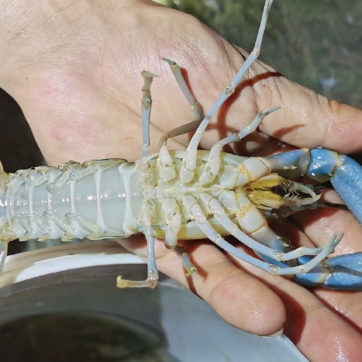 英德市澳洲龙虾  澳洲淡水龙虾，广东粤北地区