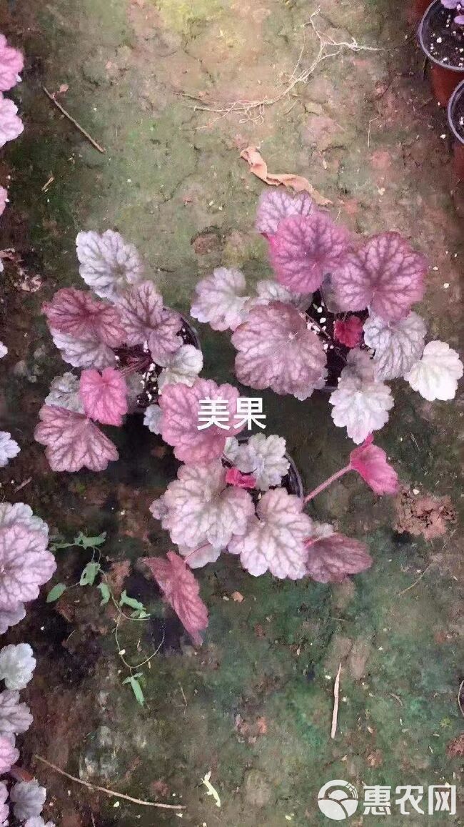 草花  凡根