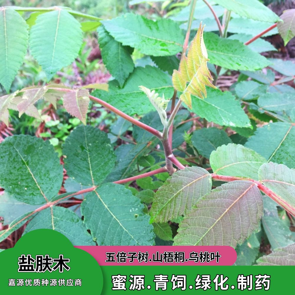 沭阳县盐肤木种子护坡灌木种子蜜源树种子五倍子种子花木林木苗木种子
