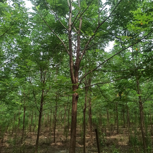 获嘉县刺槐苗 