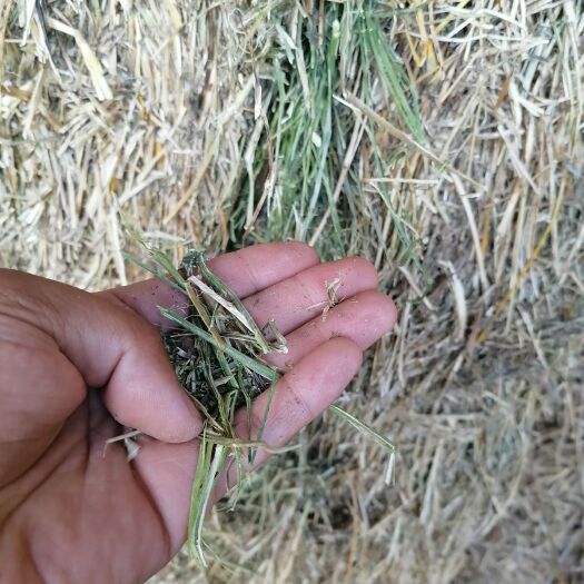 呼伦贝尔苜蓿草 干苜蓿