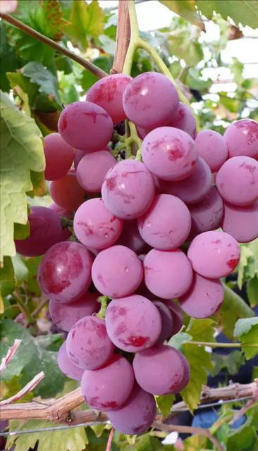 妮娜皇后葡萄苗  妮娜皇后葡萄嫁接苗    可签订苗木纯度合同    基地直发