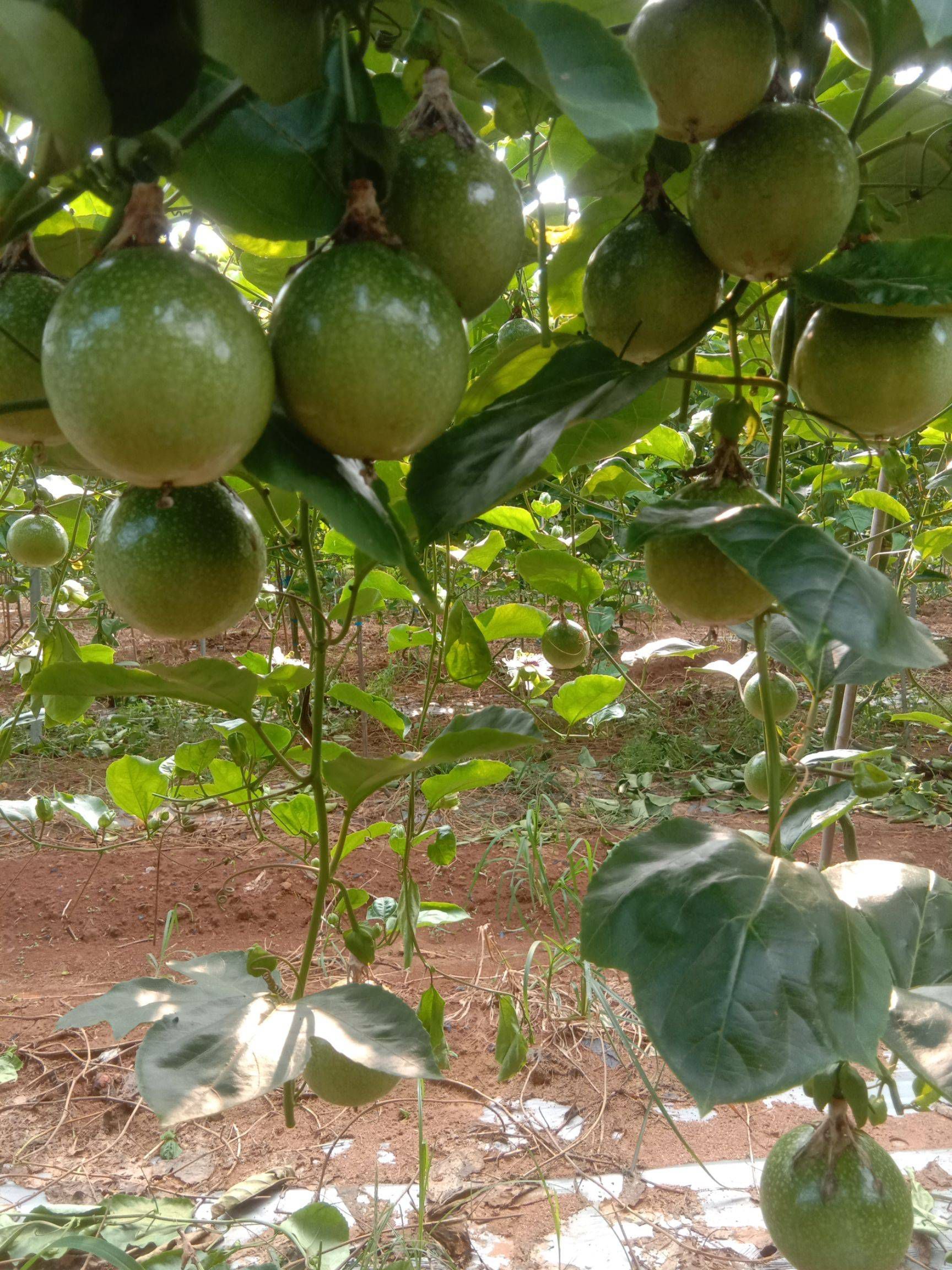 果园基地直供纯甜钦蜜9号黄金百香果新鲜批发零售