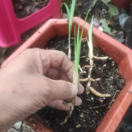 春劍蘭花  春劍龍根苗可以賭花 色花  素花  荷瓣 行型花