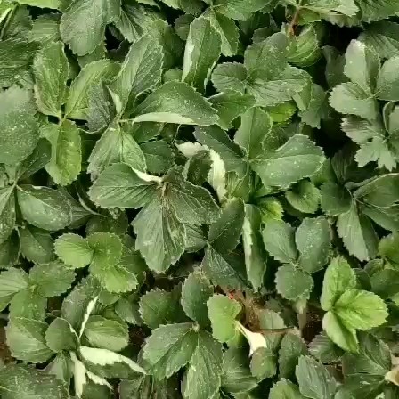 草莓盆栽  自家大棚繁殖草莓苗剩10万颗