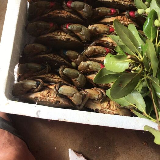 湛江红膏蟹 