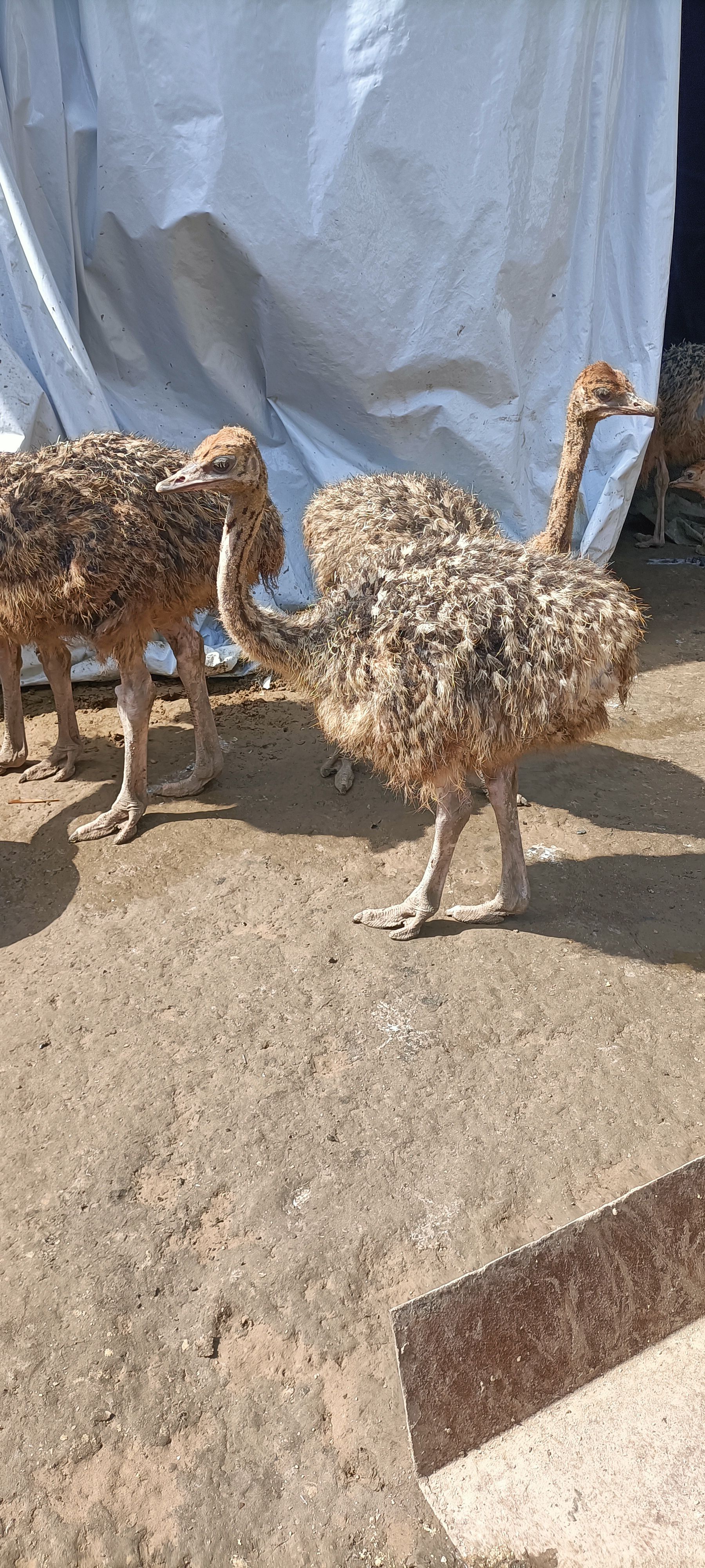 非洲鸵鸟苗 一个月到成年都有 能长到300多斤