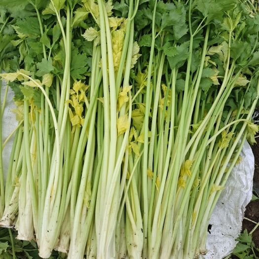 平度市黄心芹  马家沟芹菜