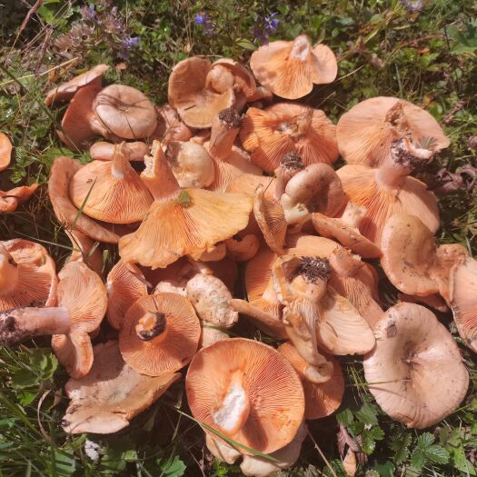 松潘县野生香菇  香菇冬菇产地供应     新鲜野生/干香菇  精选面菇