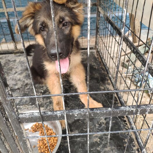 嘉祥县狼狗  德国牧羊犬