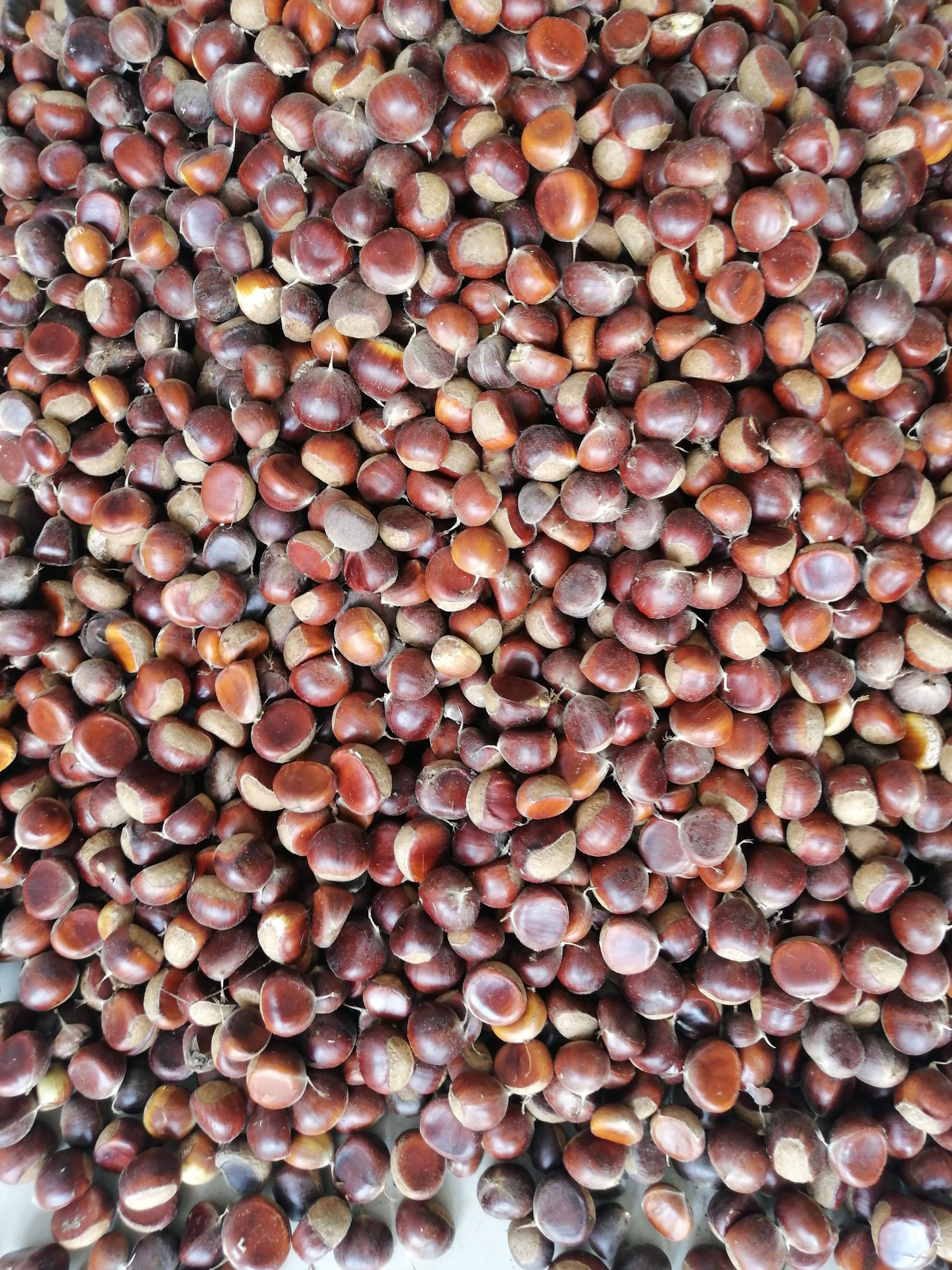  贵望板栗上市了，有想法的的老板，在线不违约