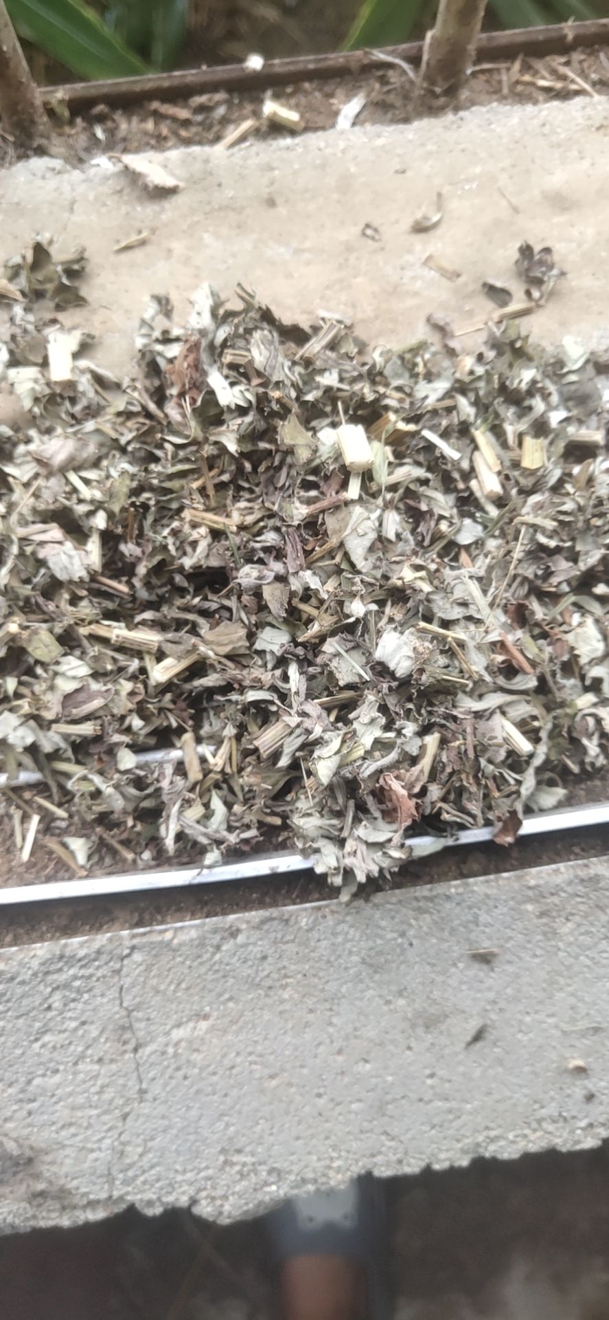 蕲艾  艾叶 切断0.5-0.8