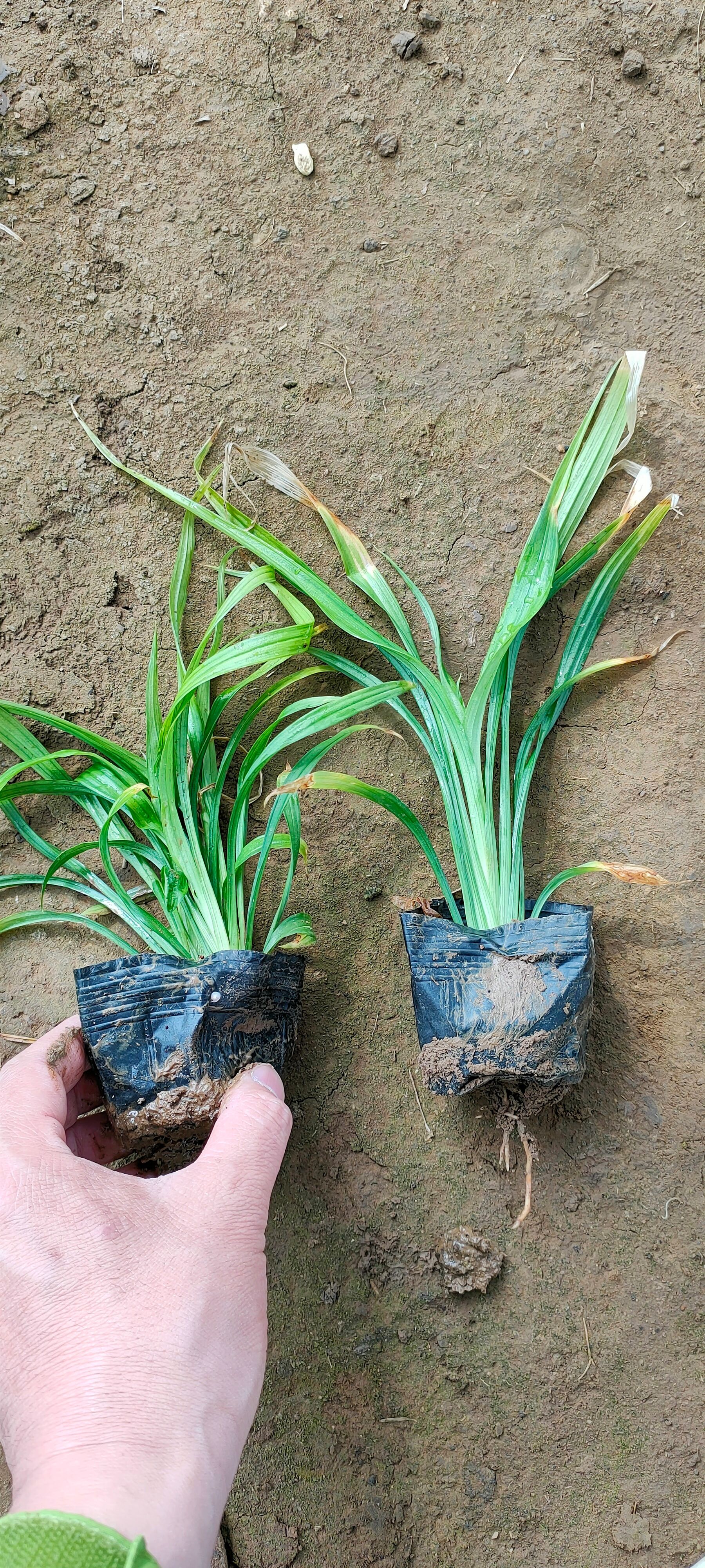  吉祥草基地