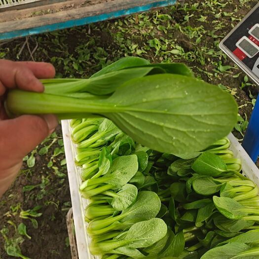 南通上海青 快菜