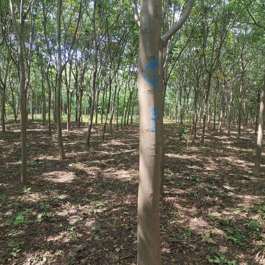 潢川县黄山栾树 树干直