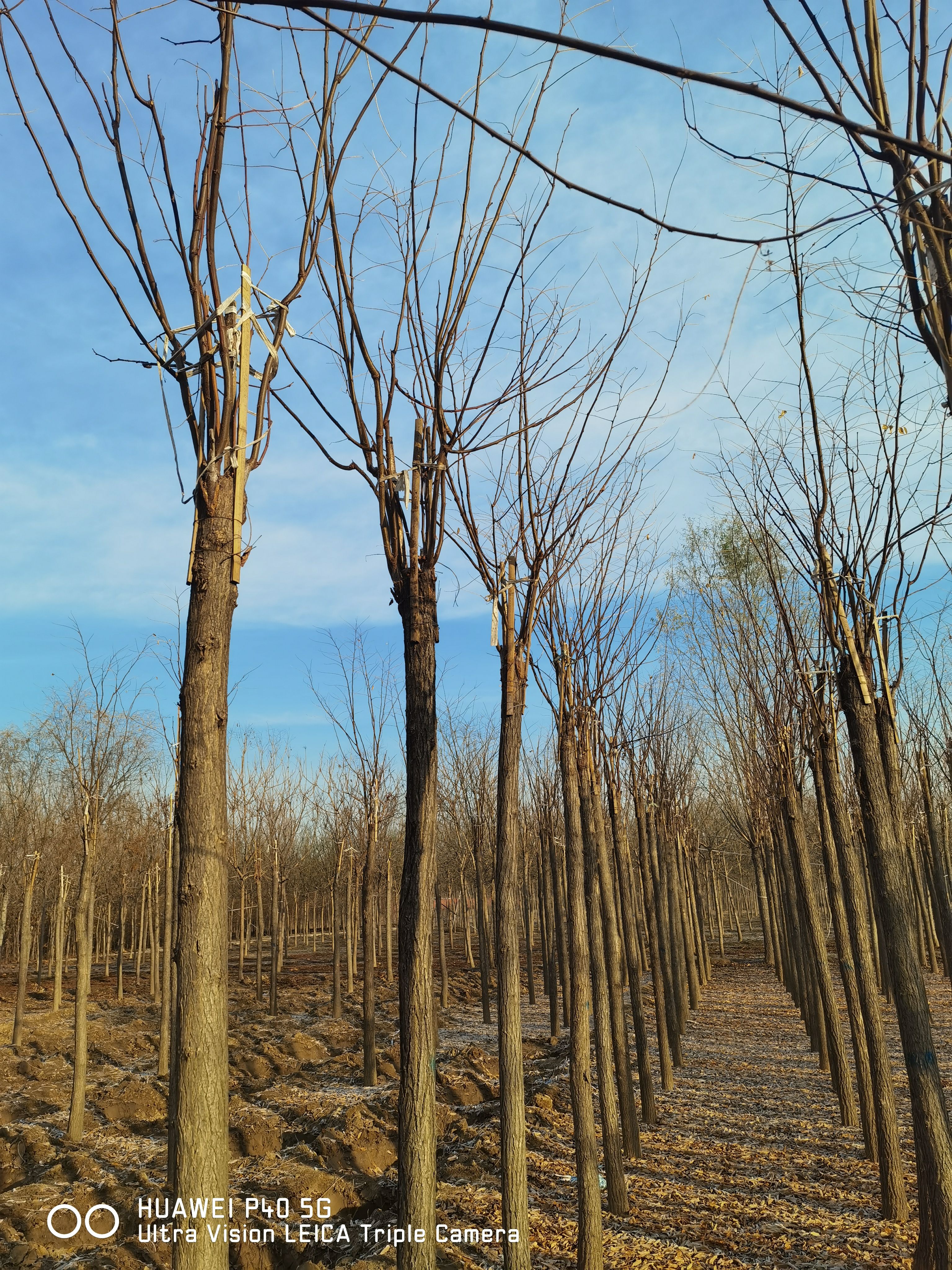 8公分香花槐挖树中