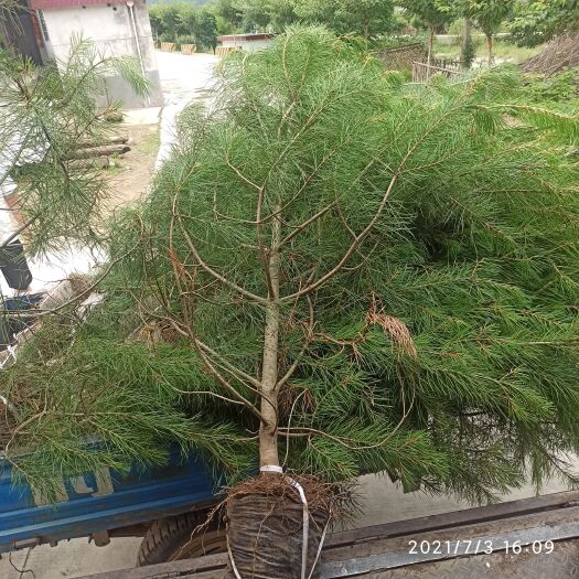 徽县白皮松