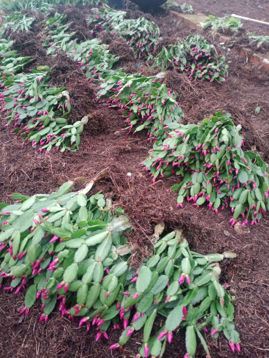 地摊货跑江湖展会蟹爪兰荷兰红多肉天子兰蟹爪莲三月红十月紫包邮