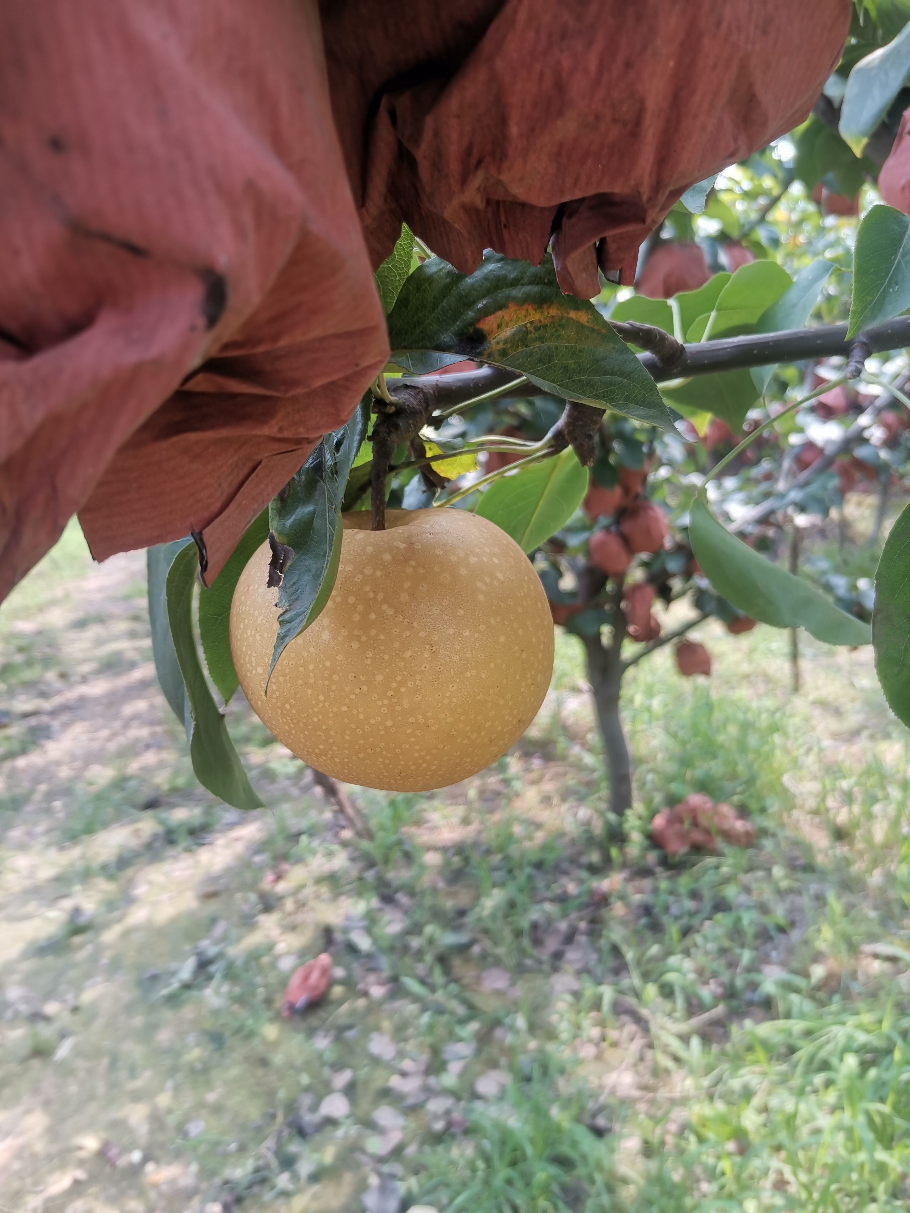  秋月梨大量上市