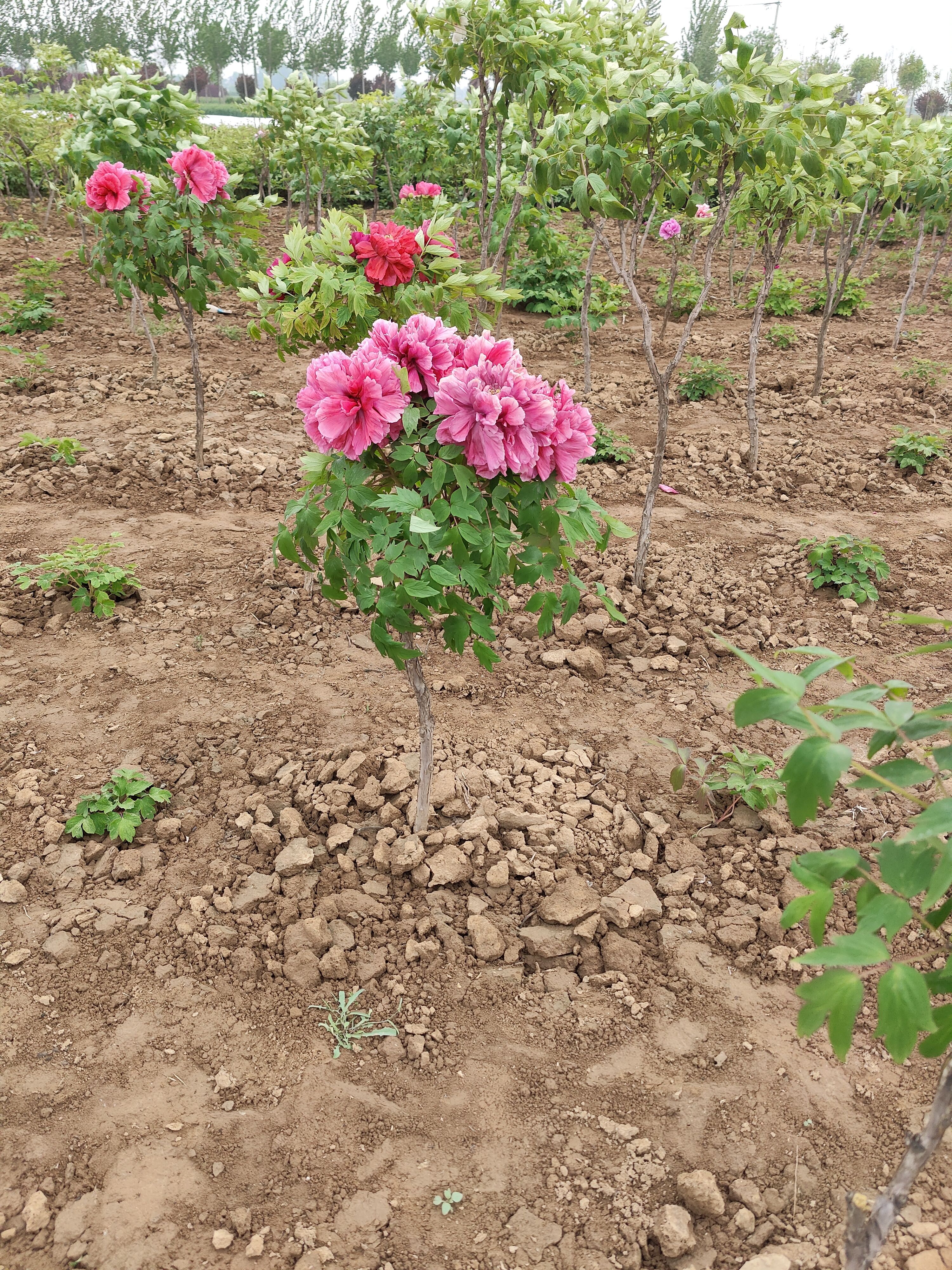 牡丹树  品种众多