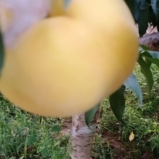 礼泉县黄桃