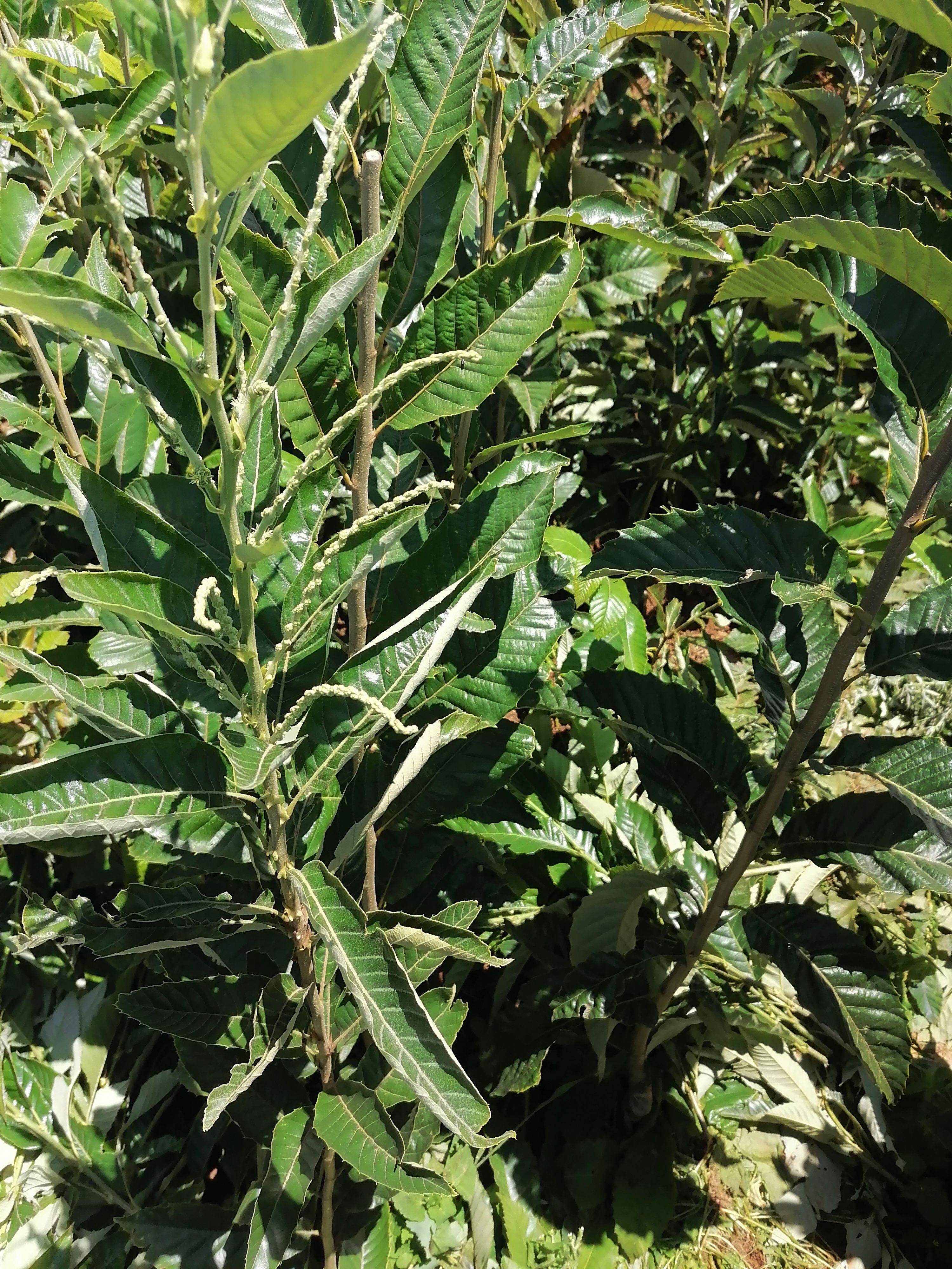 大红袍板栗苗 嫁接苗 1~1.5米