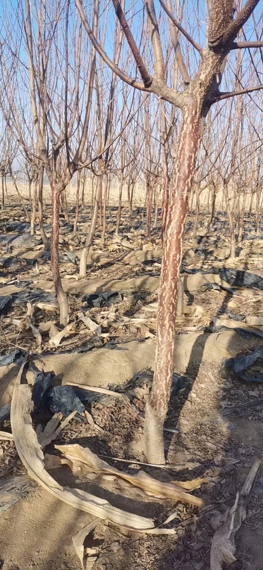 河北昌黎供应优质杏树苗 水果种苗源头基地发货 果农必选苗木