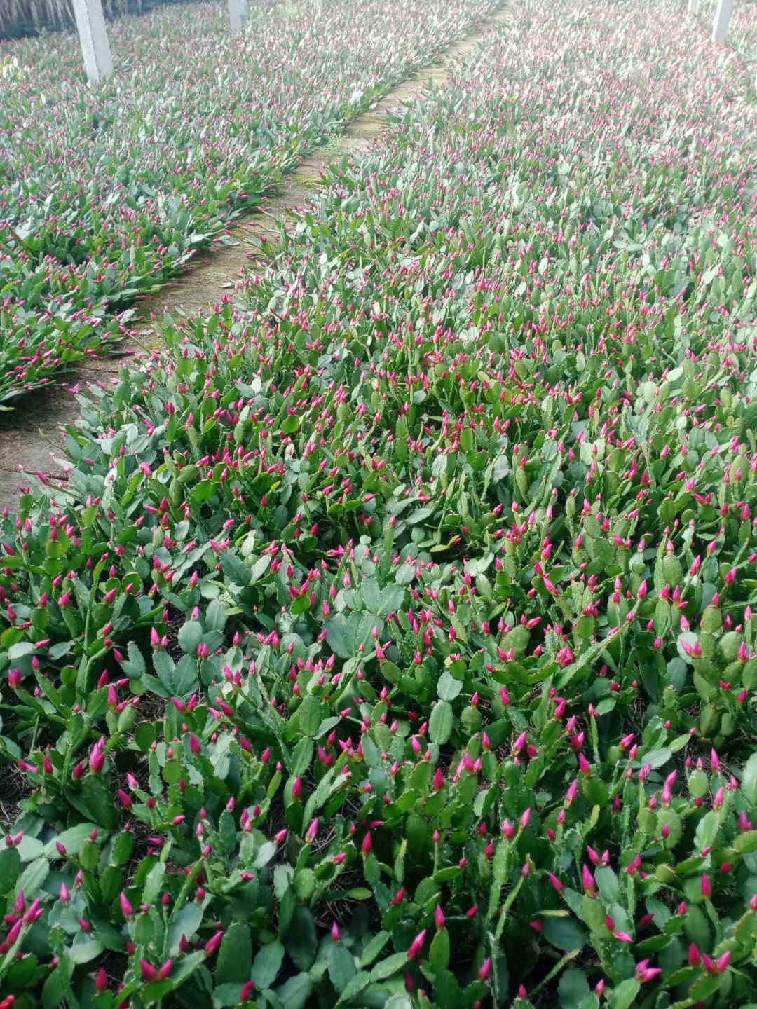 蟹爪兰批发蟹爪莲荷兰红天子兰仙指兰三月红十月紫自产自销包邮价