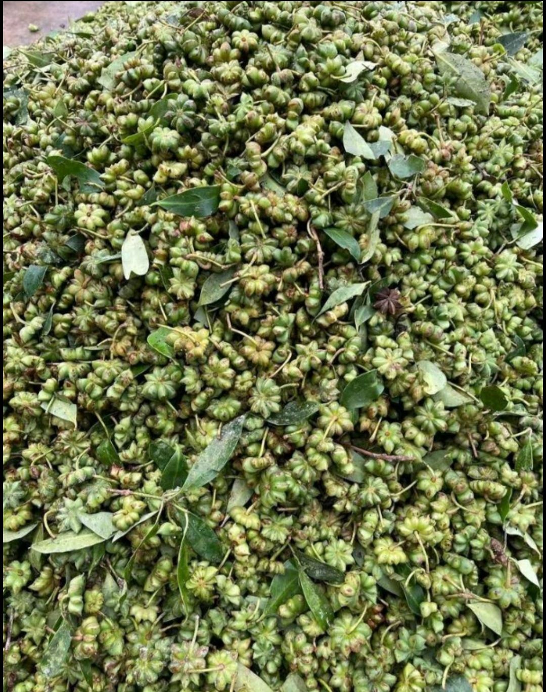 广东新鲜青八角现摘现发 鲜八角