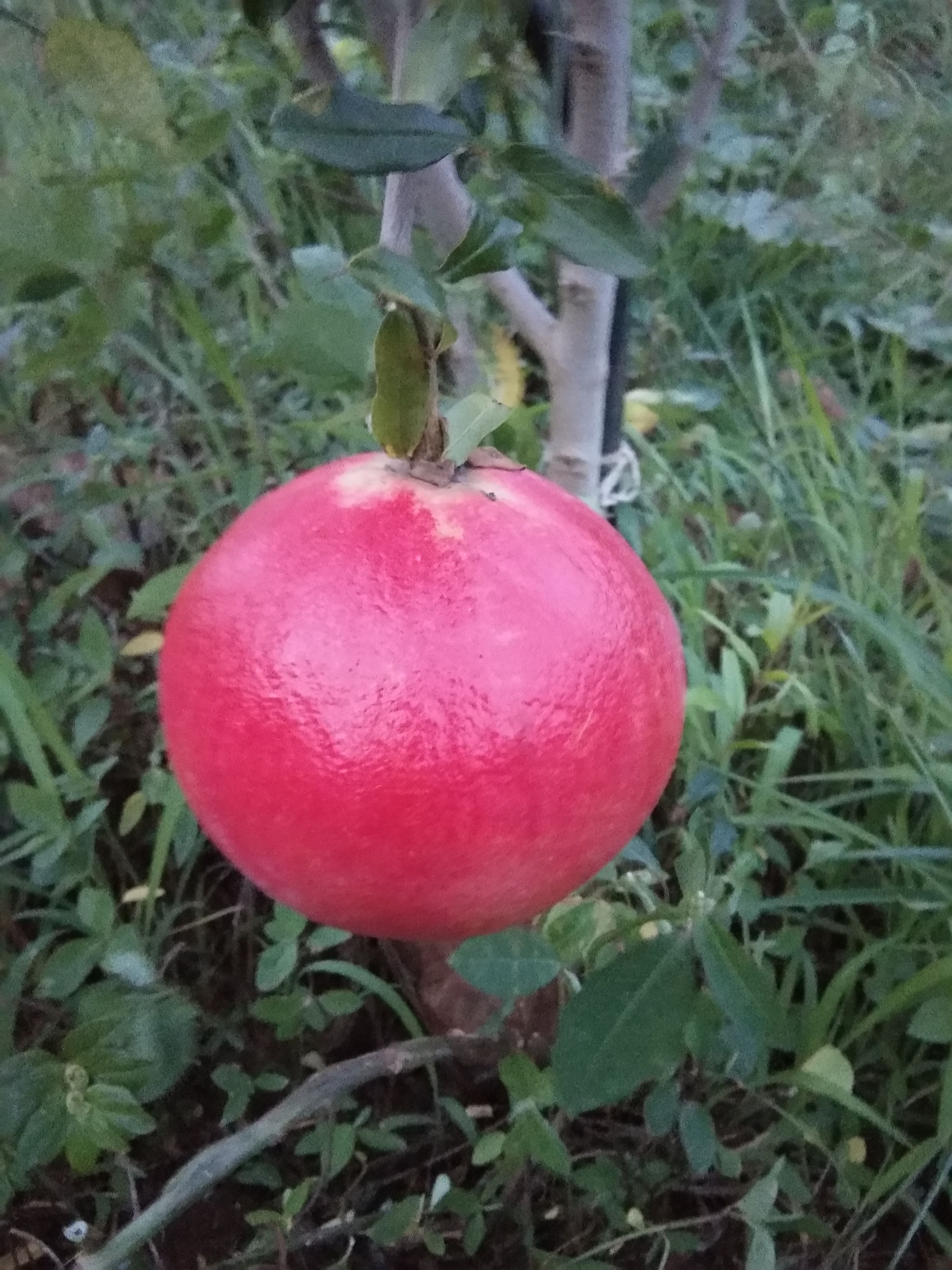  黑美人软籽(微酸味)石榴