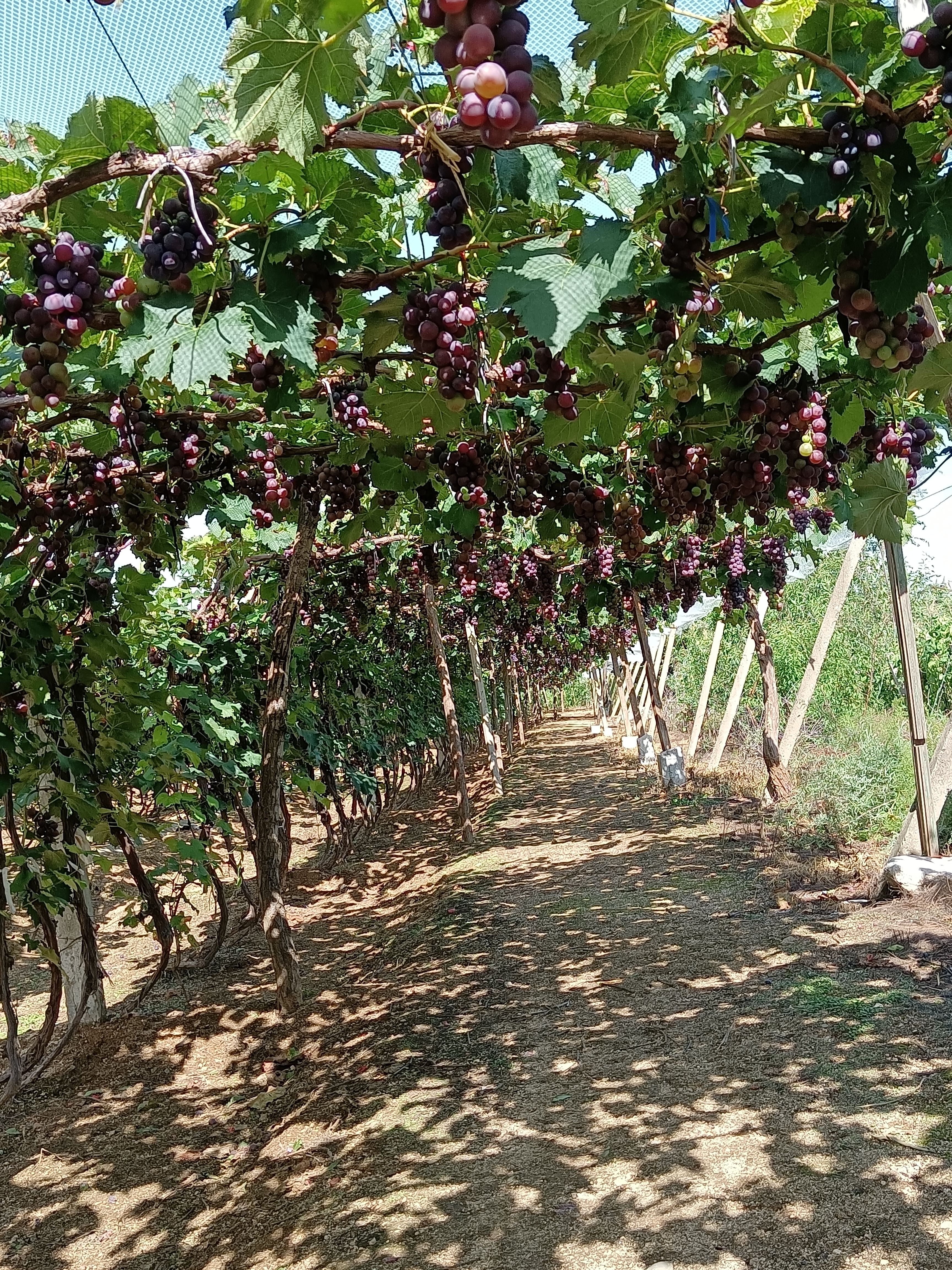 原产地巨峰葡萄