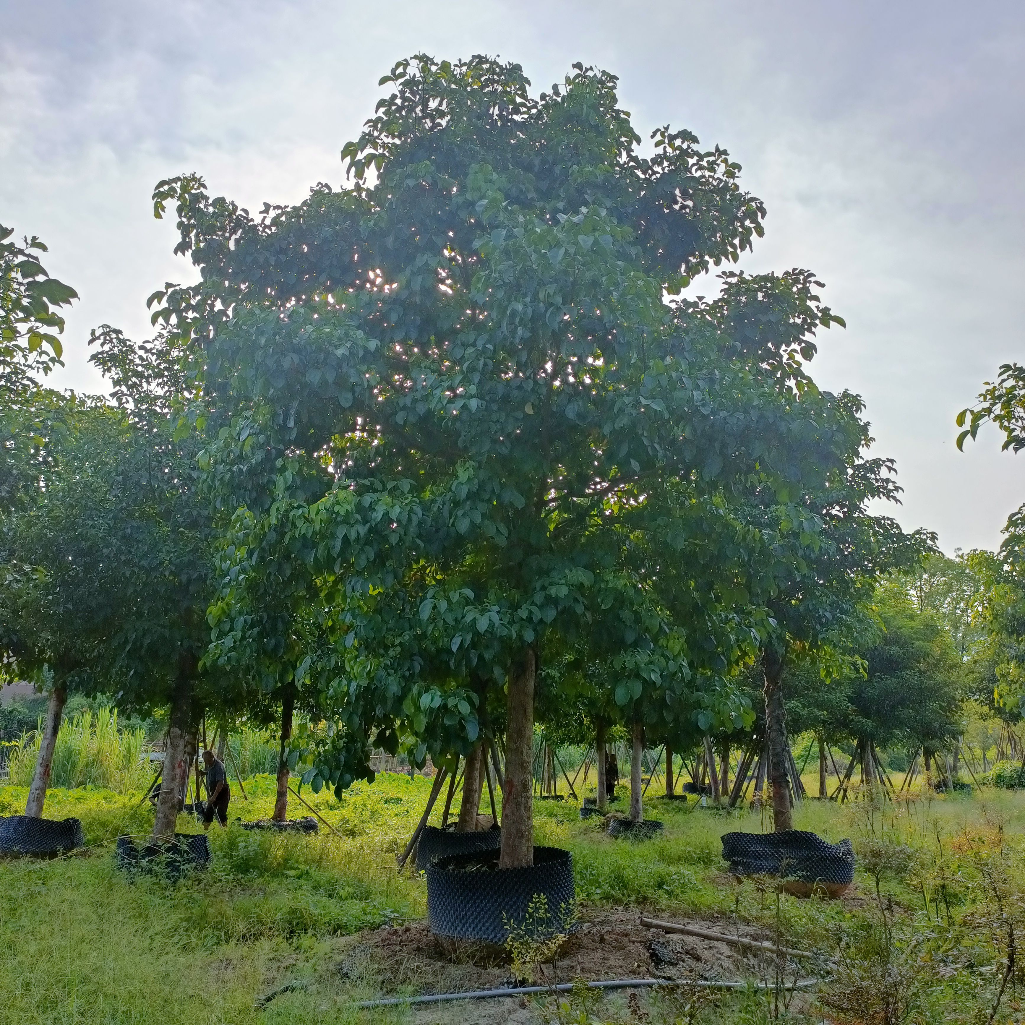  秋枫全冠15-20公分