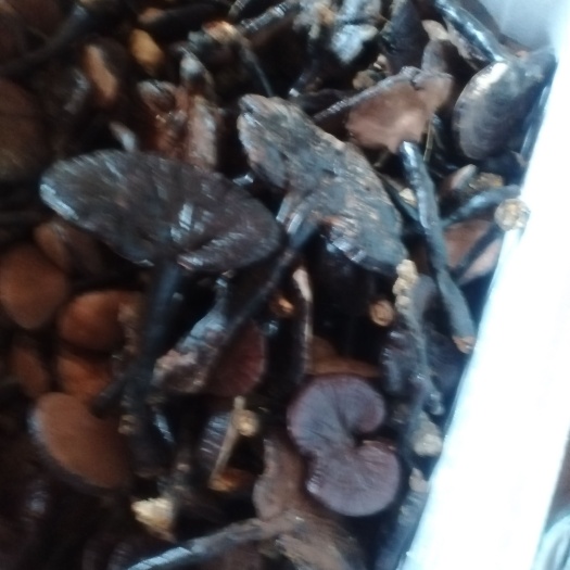 赤灵芝  十万大山灵芝，产地直销，健康养生之宝！