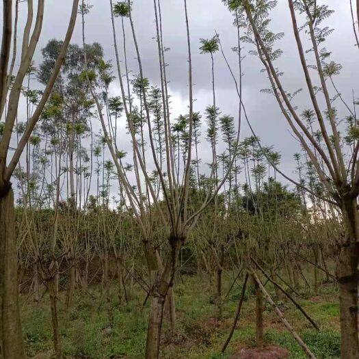 宜宾 蓝花楹