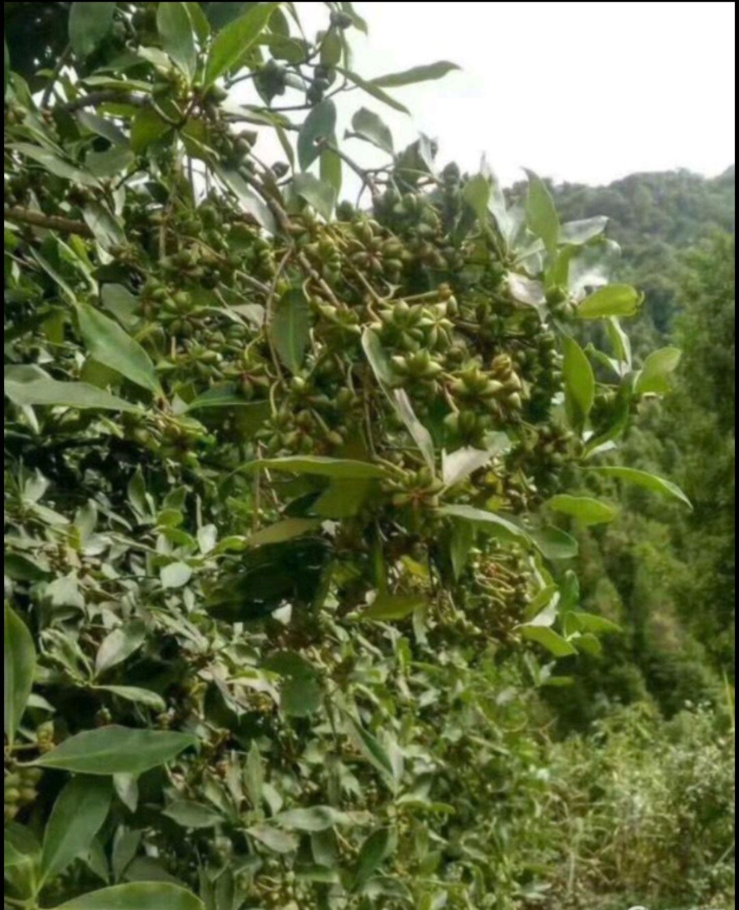 广东新鲜青八角现摘现发 鲜八角