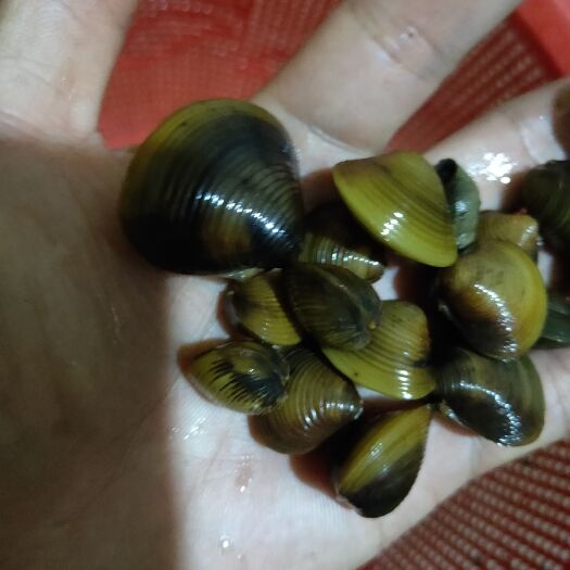 玉林 黄沙蚬