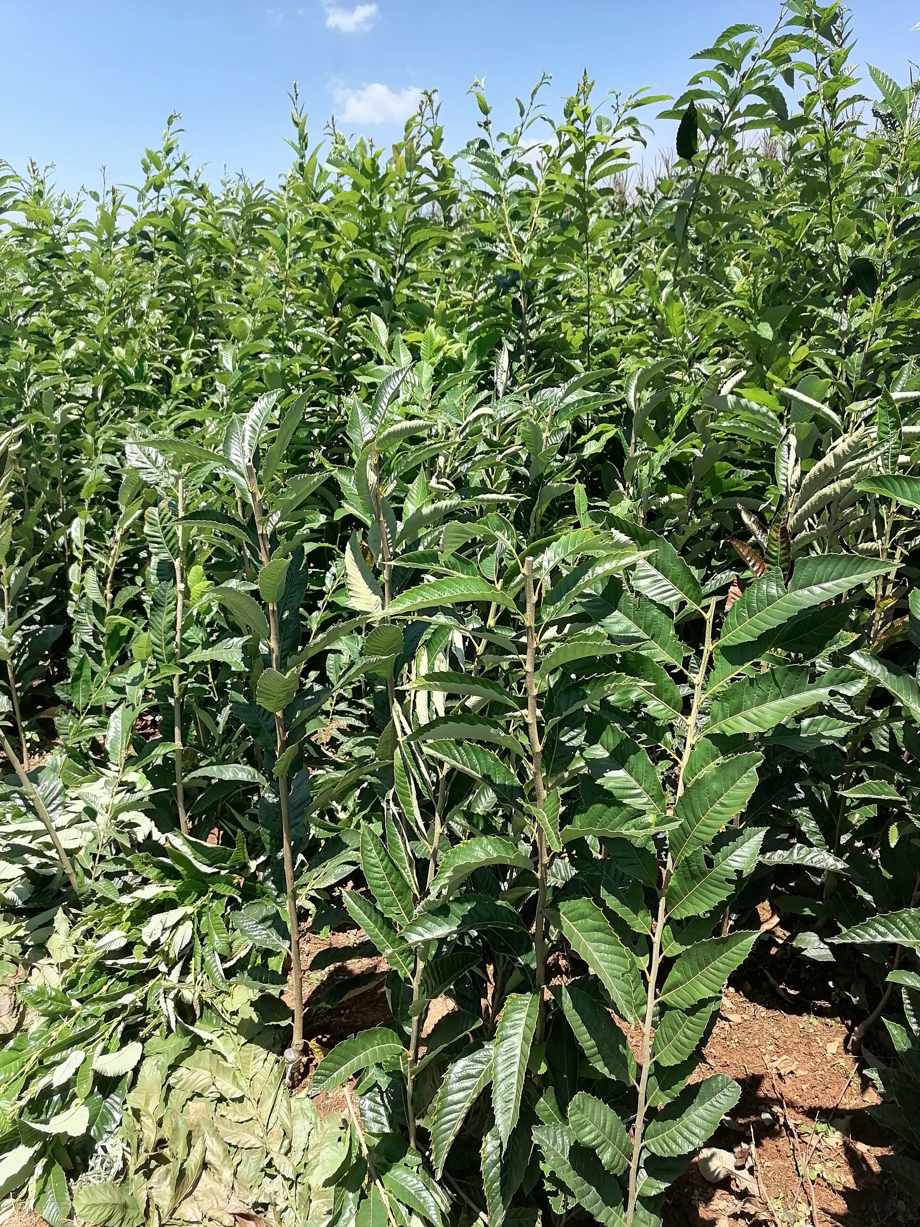 大红袍板栗苗 嫁接苗 1~1.5米