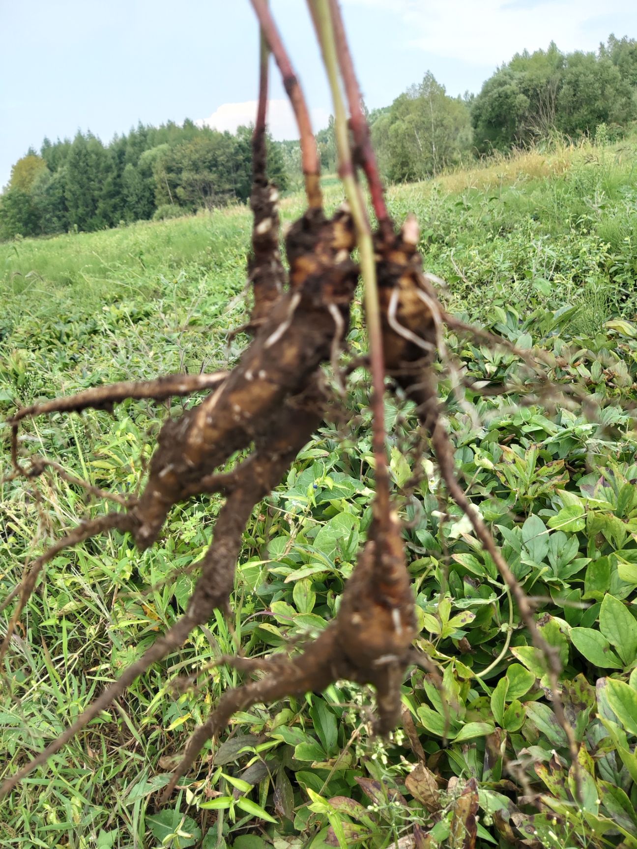 二年芍药苗统货