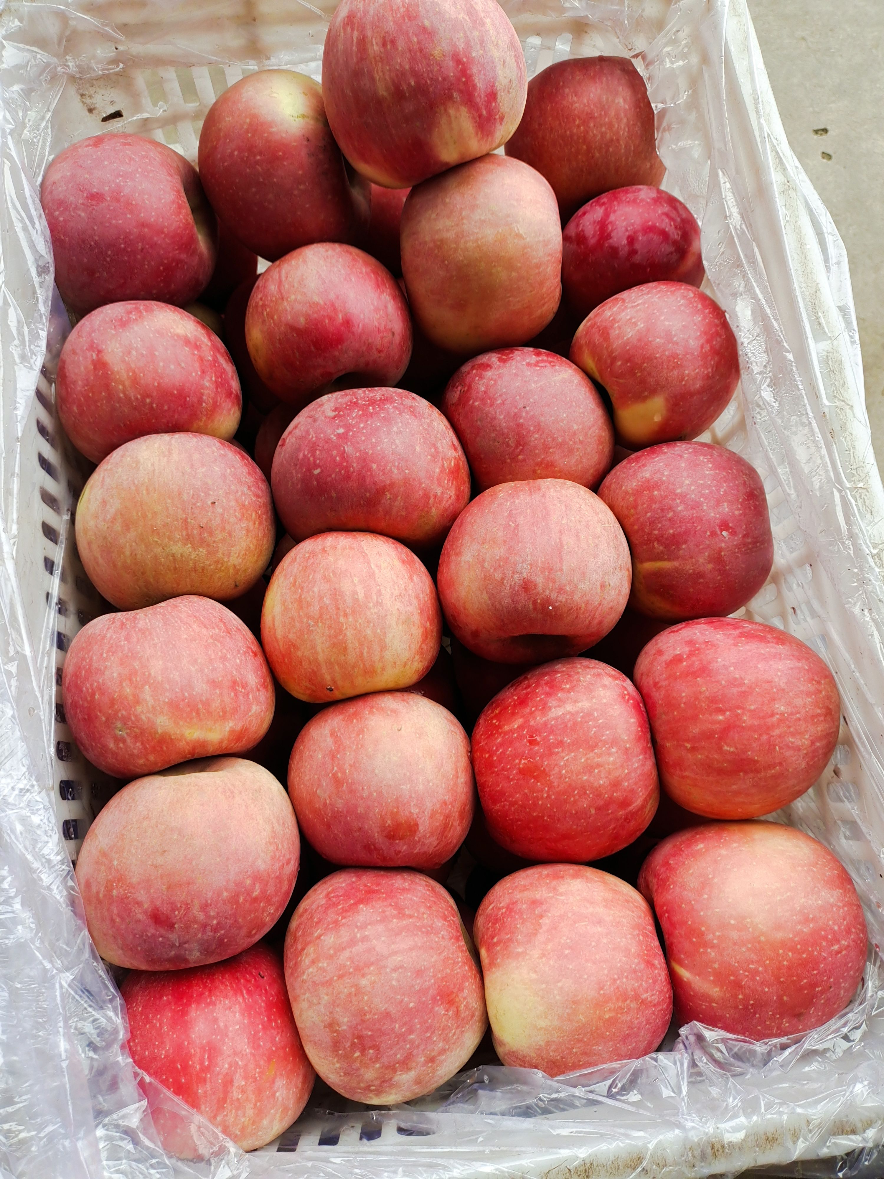 红富士苹果 山东省淄博市沂源县 纸袋 条红 