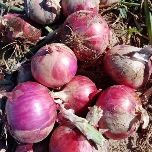 山丹县红皮洋葱 甘肃省张掖市山丹县 8—13 