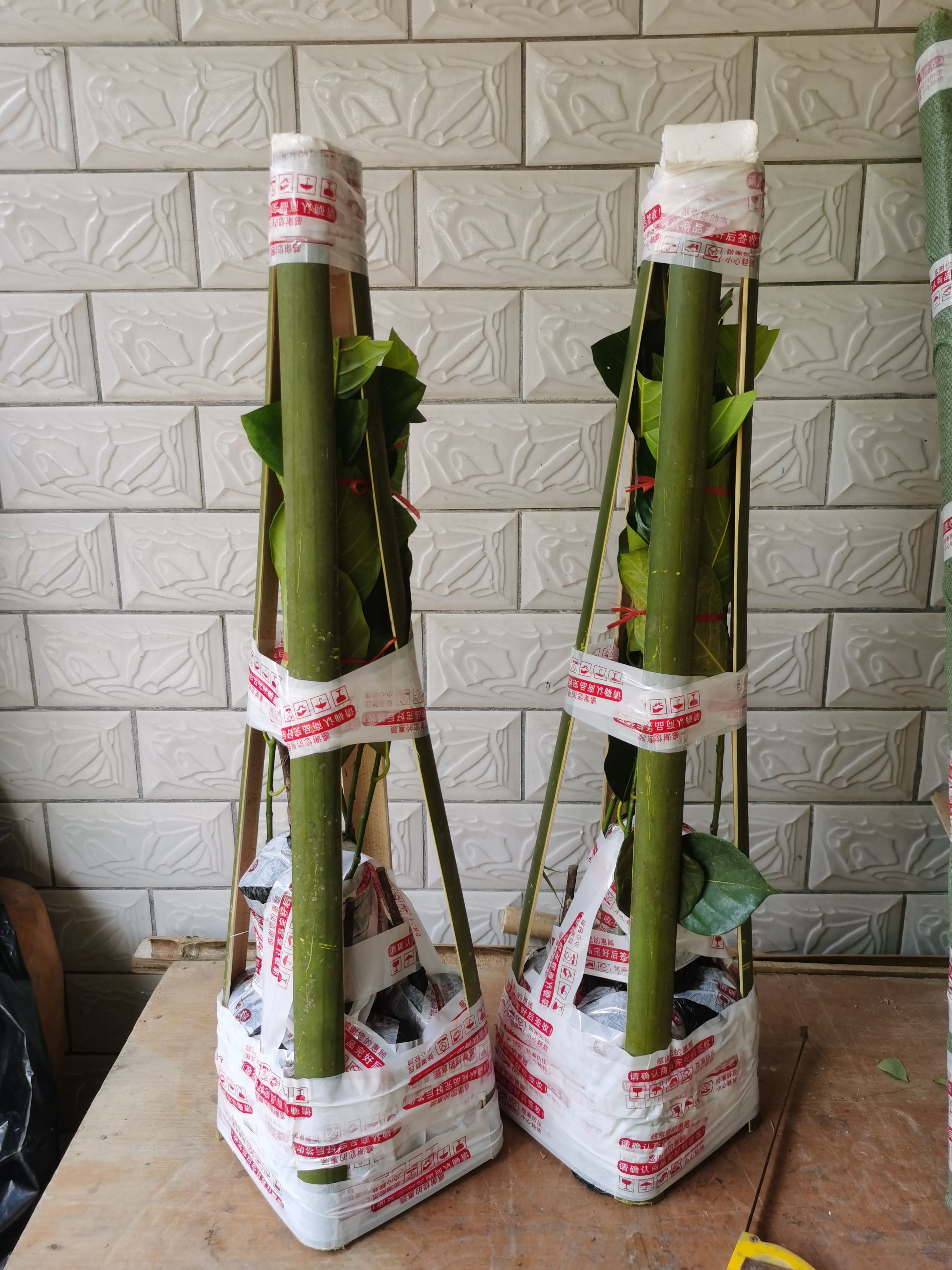 12号红肉菠萝蜜苗，嫁接苗
