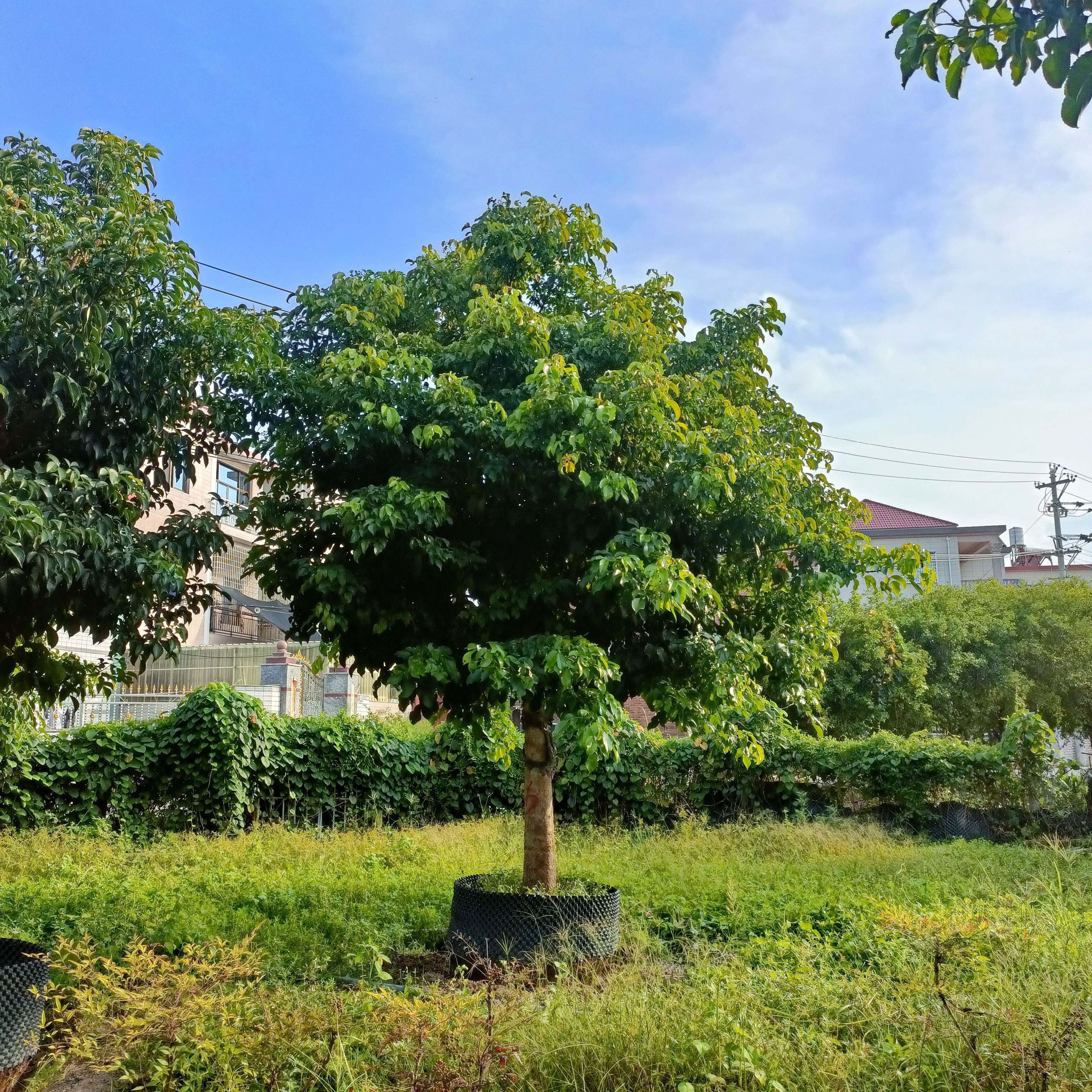  秋枫全冠15-20公分