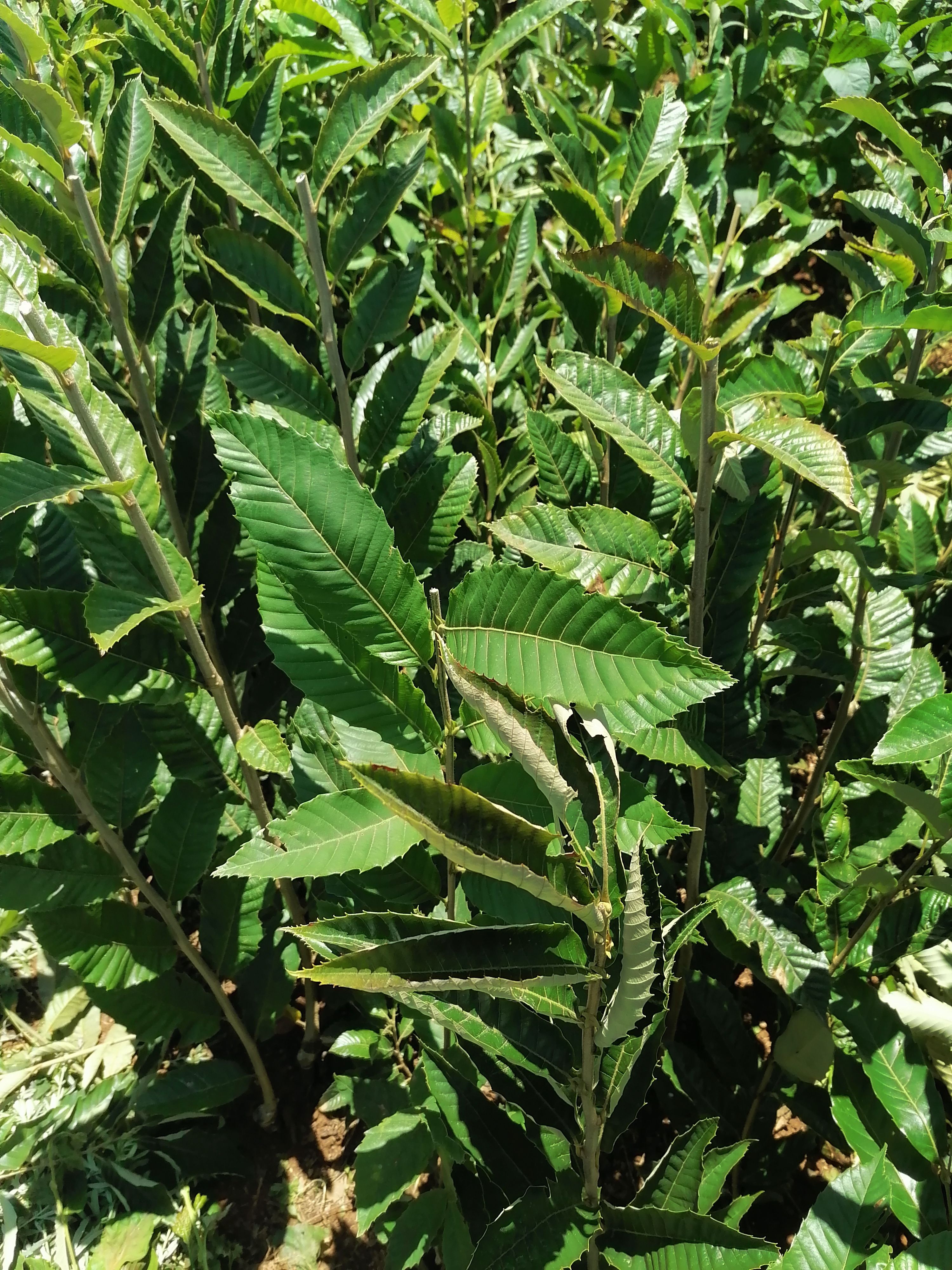 大红袍板栗苗 嫁接苗 1~1.5米