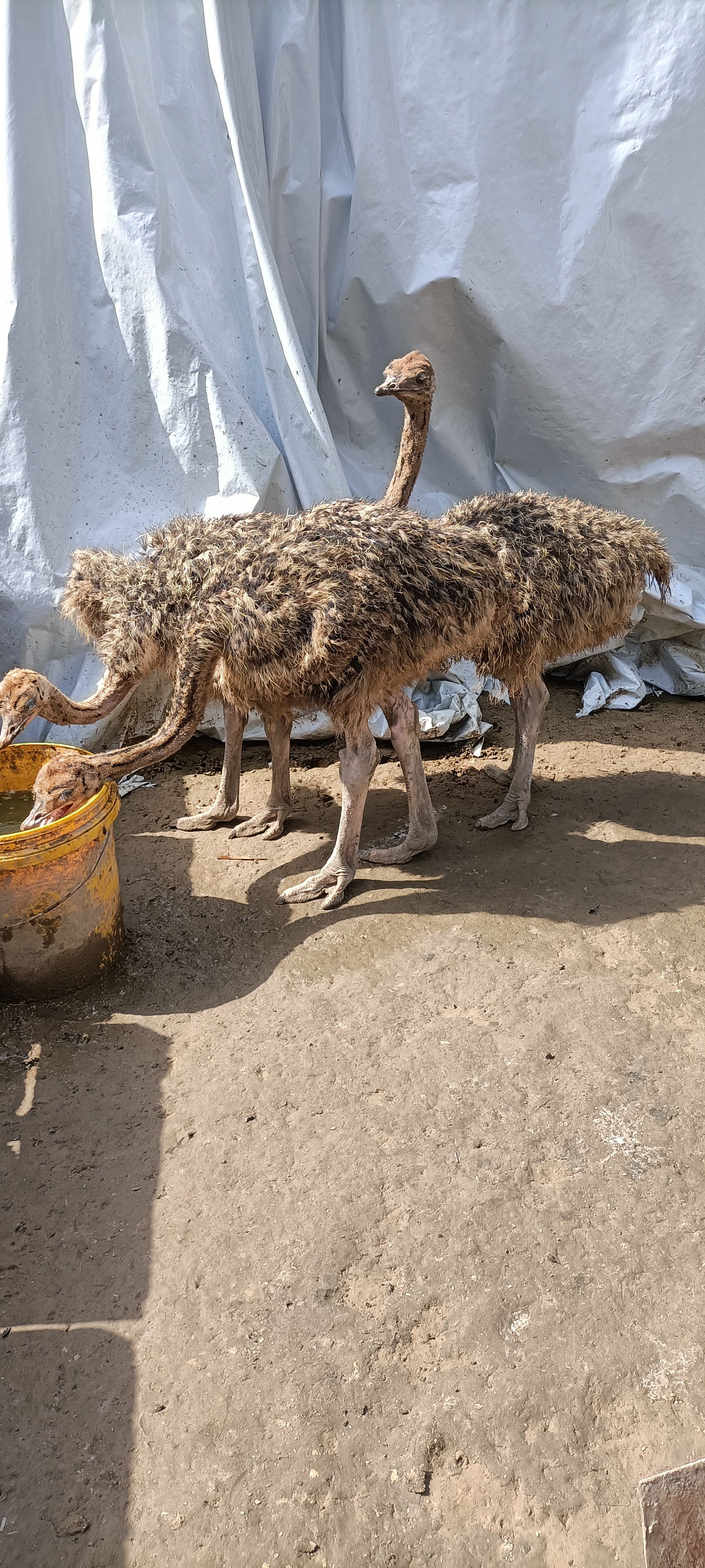 非洲鸵鸟苗 一个月到成年都有 能长到300多斤