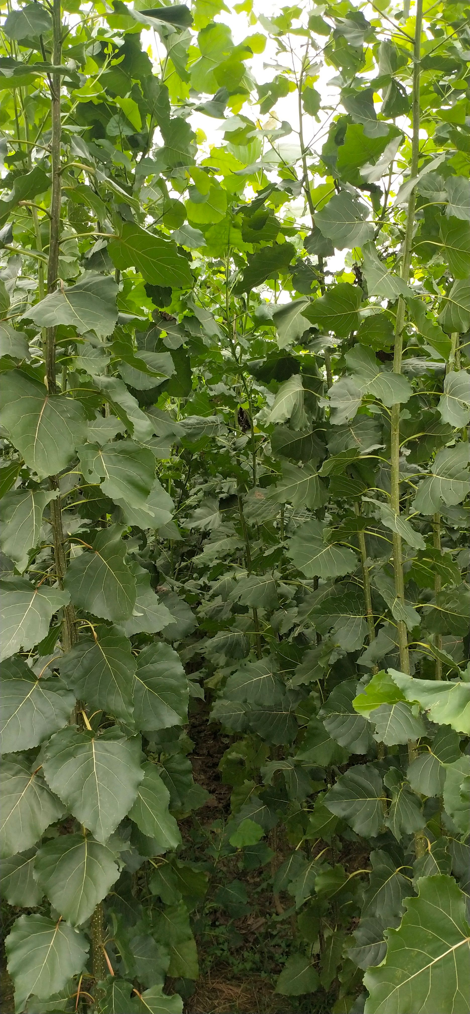 3412无絮速生杨树苗