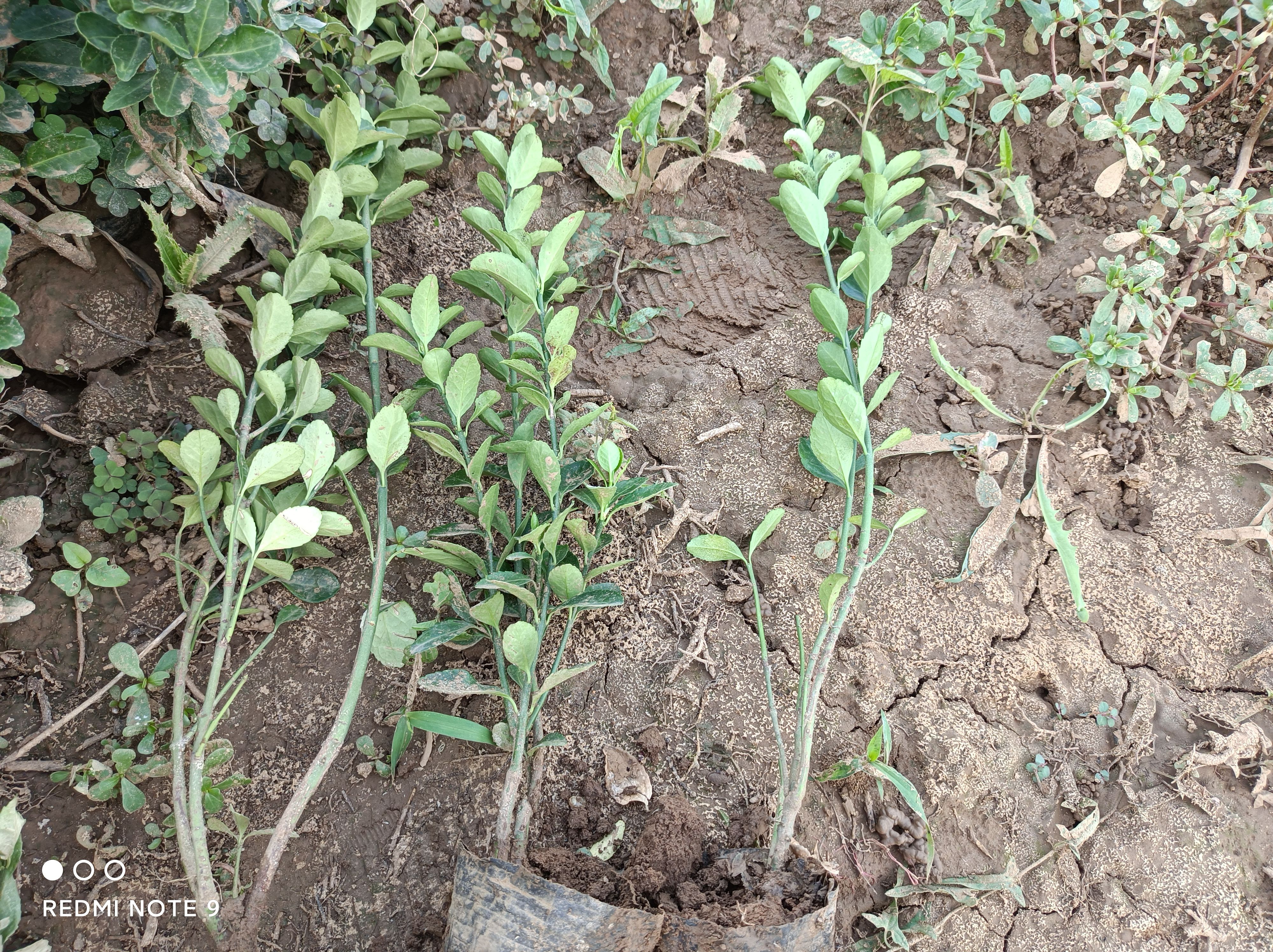 大叶黄杨(冬青)基地